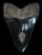 Black, Serrated Megalodon Tooth - Georgia #36828-2